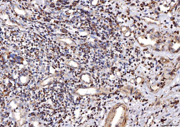 a05442 2 cox4i1 primary antibodies ihc testing 5