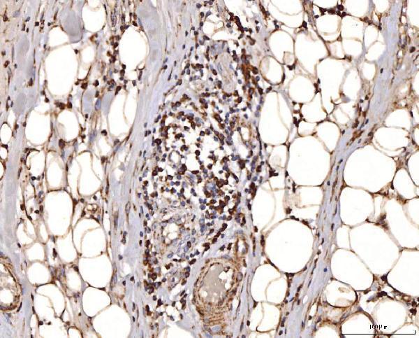 a05442 2 cox4i1 primary antibodies ihc testing 6