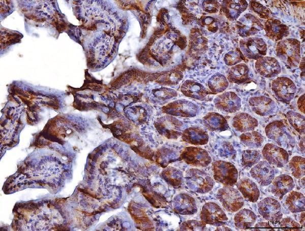 a05442 2 cox4i1 primary antibodies ihc testing 7