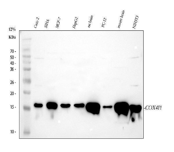  Western blot analysis of COX IV/COX4I1 using anti-COX IV/COX4I1 antibody (A05442-2)