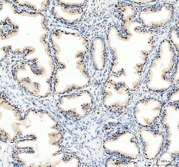 a05444 1 srrt primary antibodies ihc testing 12