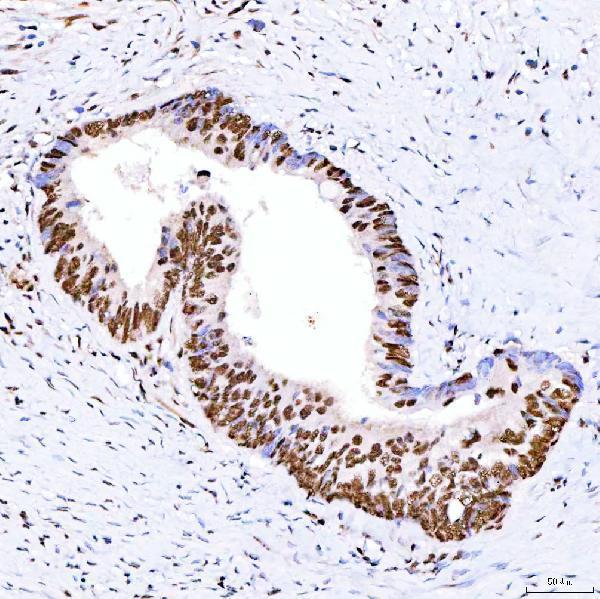 a05444 1 srrt primary antibodies ihc testing 7_1
