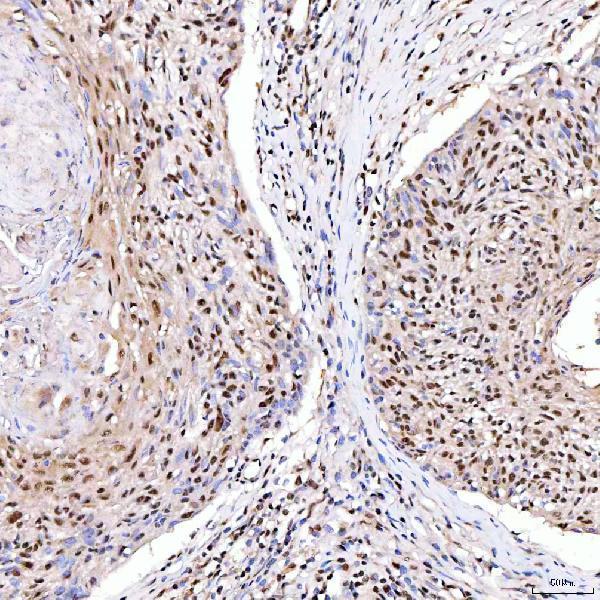 a05444 1 srrt primary antibodies ihc testing 9_1