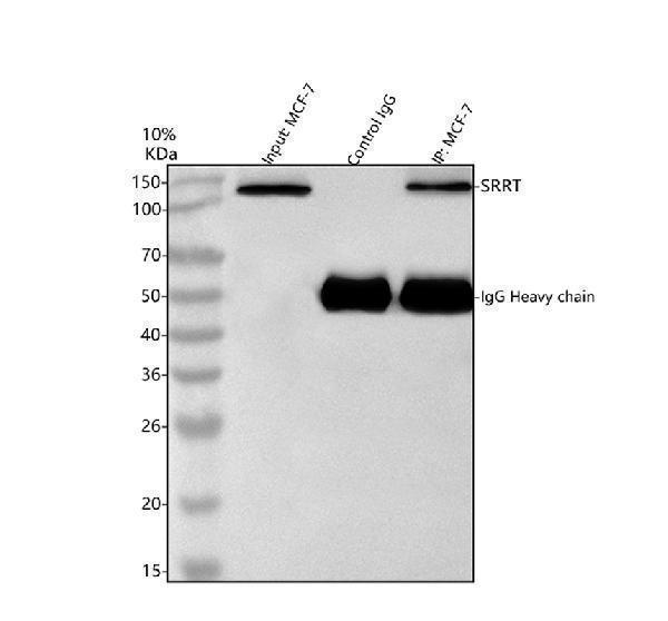 a05444 1 srrt primary antibodies ip testing 15
