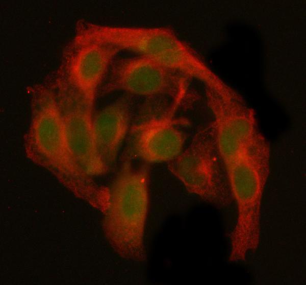  IF analysis of GANP/MCM3AP using anti-GANP/MCM3AP antibody (A05445-2) and anti-Beta Tubulin antibody (M01857-3)