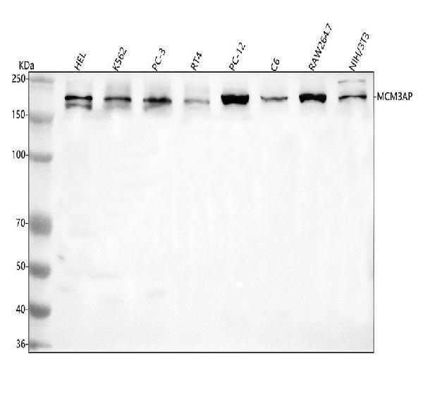  Western blot analysis of GANP/MCM3AP using anti-GANP/MCM3AP antibody (A05445-2)