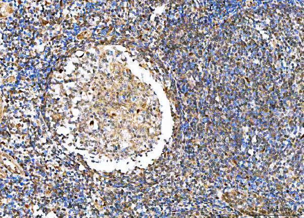 a05446 3 nvl primary antibodies ihc testing 4