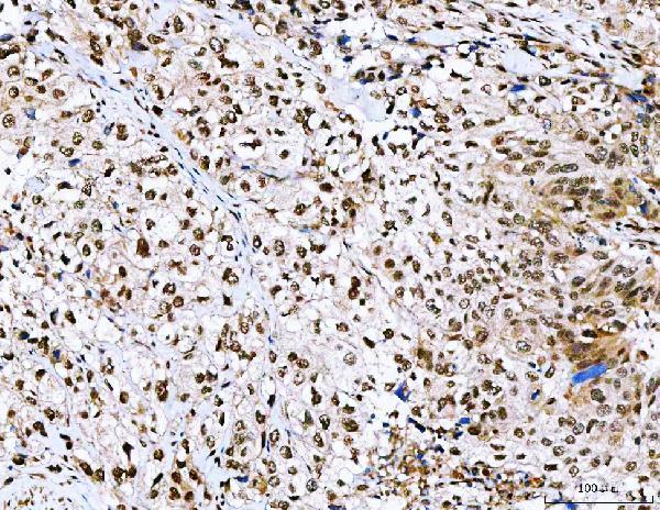 a05446 3 nvl primary antibodies ihc testing 6
