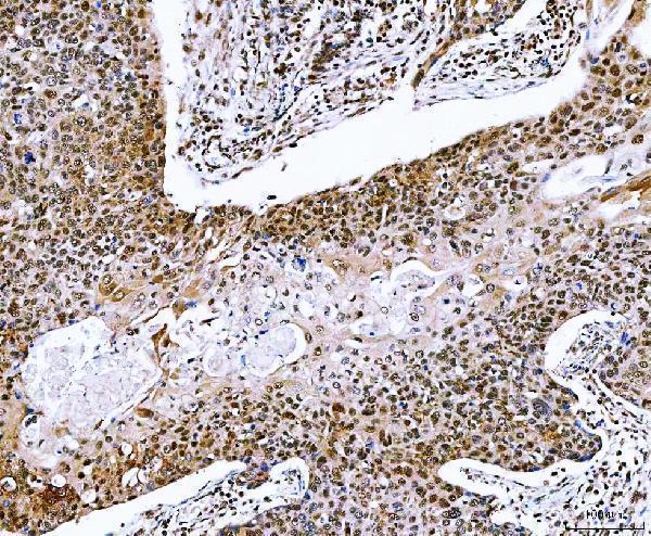 a05446 3 nvl primary antibodies ihc testing 8