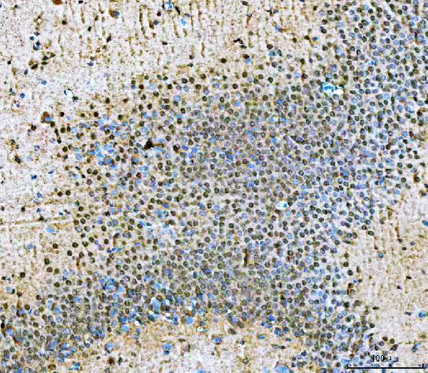 a05446 3 nvl primary antibodies ihc testing 9