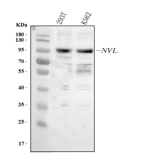  Western blot analysis of NVL using anti-NVL antibody (A05446-3)