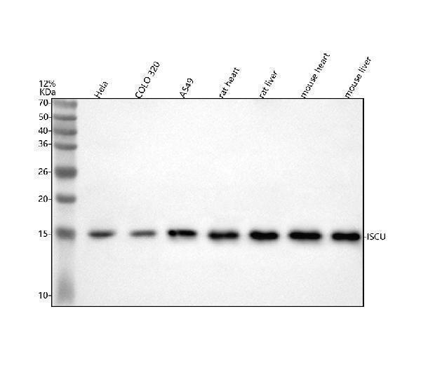  Western blot analysis of ENT1/ISCU using anti-ENT1/ISCU antibody (A05447-1)