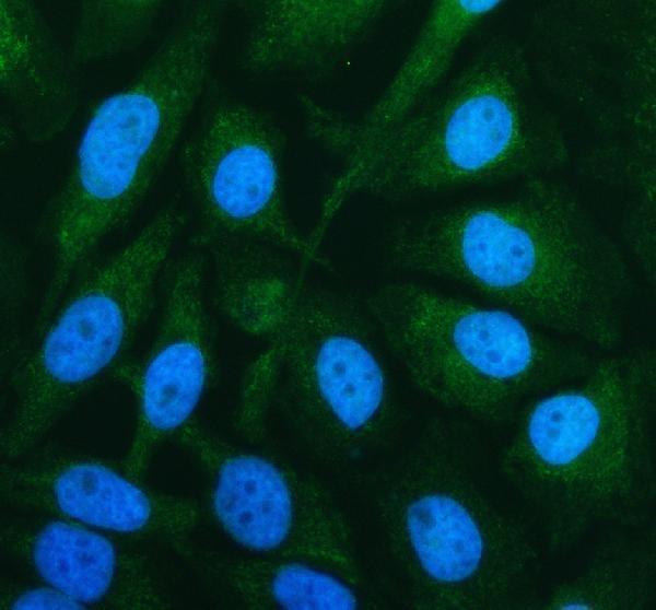 a05447 1 iscu primary antibodies if testing 1