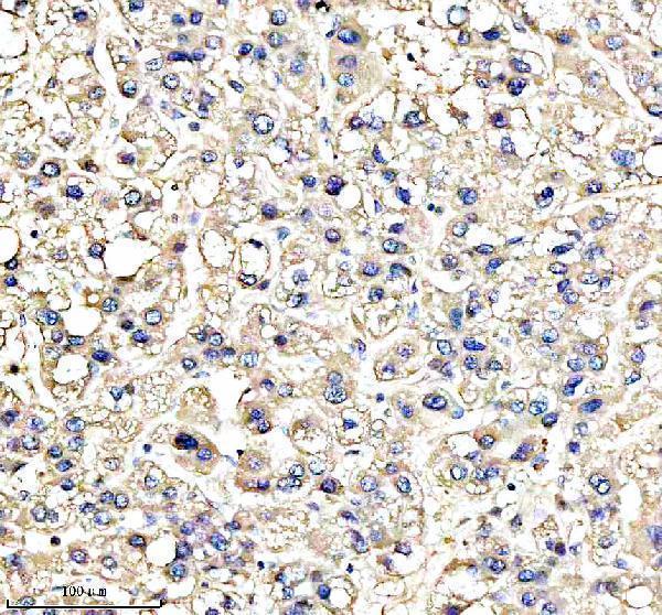 a05447 1 iscu primary antibodies ihc testing 2