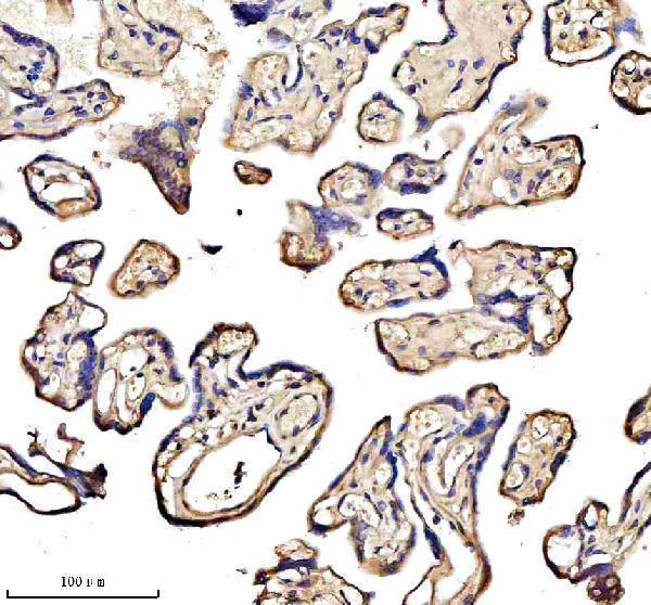 a05447 1 iscu primary antibodies ihc testing 3