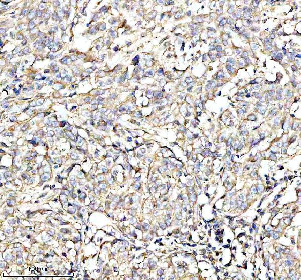 a05447 1 iscu primary antibodies ihc testing 4