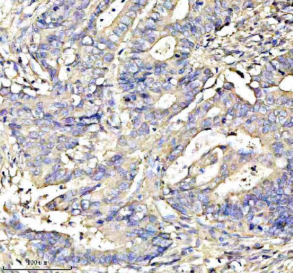 a05447 1 iscu primary antibodies ihc testing 5
