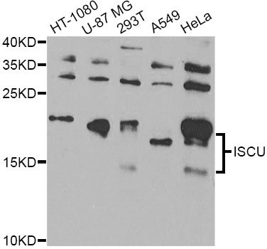 a05447 iscu primary antiboties wb testing 1