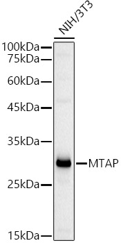 a05448 1 mtap primary antiboties wb testing 1