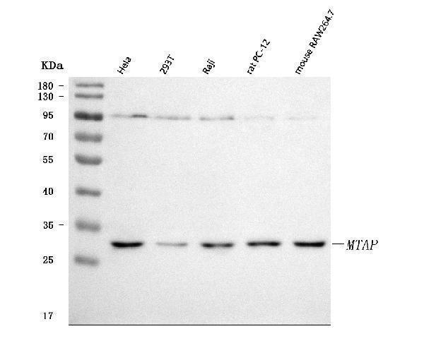  Western blot analysis of MTAP using anti-MTAP antibody (A05448-2)