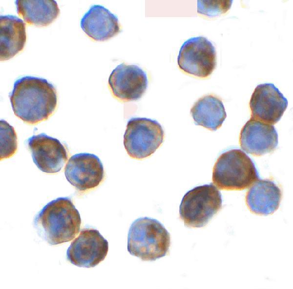 a05449 trip12 primary antibodies icc testing 4