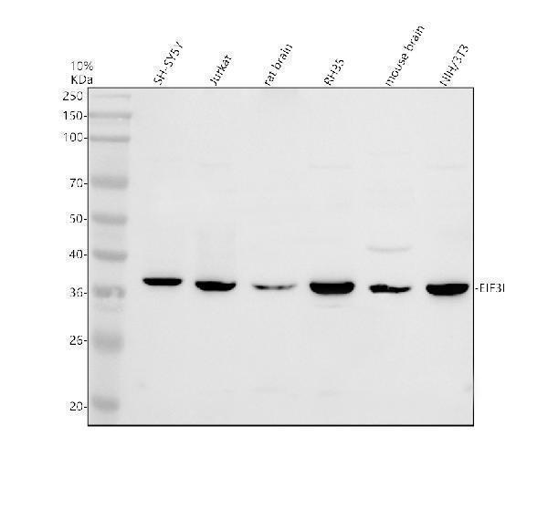 Western blot analysis of EIF3I using anti-EIF3I antibody (A05450)
