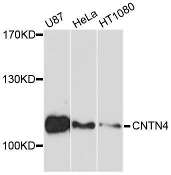 Western blot analysis of extracts of various cell lines, using CNTN4 antibody