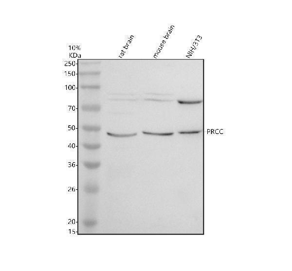a05454 1 prcc primary antibodies wb testing 1
