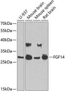 a05456 fgf14 primary antiboties wb testing 1