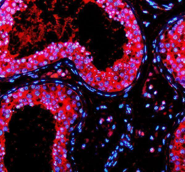 IF analysis of PRND using anti-PRND antibody (A05457-1)