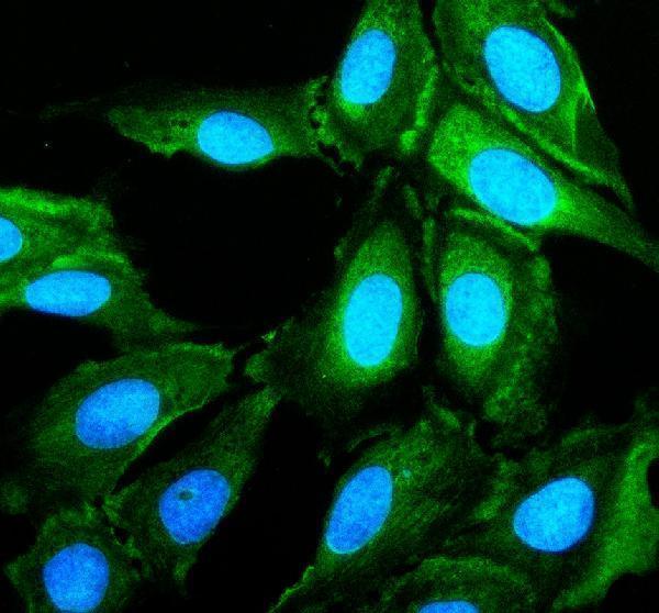 a05457 1 prnd primary antibodies if testing 2