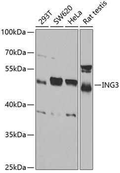 Western blot analysis of extracts of various cell lines, using ING3 antibody  at 1:1000 dilution