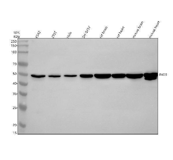  Western blot analysis of ING3 using anti-ING3 antibody (A05458-2)