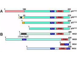 Panel A shows the four isoforms of ING1 generated by alternative splicing