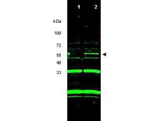 Western blot using Boster