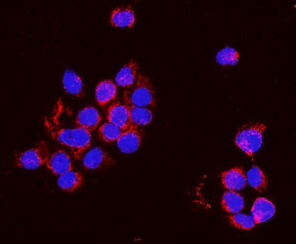 a05460 1 pnpt1 primary antibodies if testing 6_1