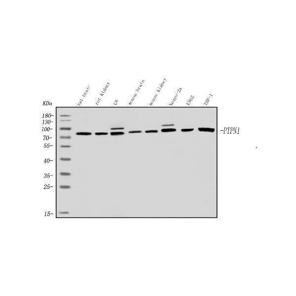  Western blot analysis of PNPT1 using anti-PNPT1 antibody (A05460-1)