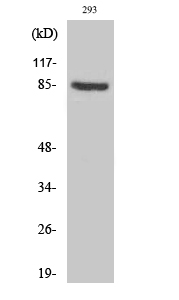 Western Blot analysis of various cells using PNPase Polyclonal Antibody diluted at 1:1000
