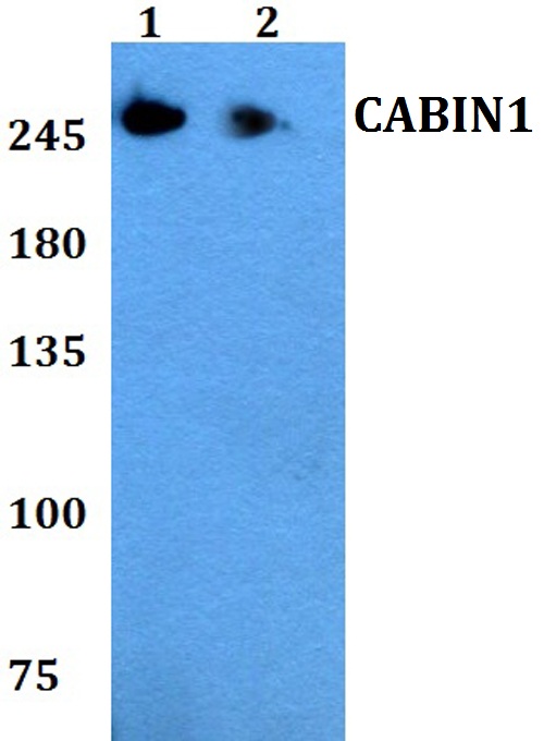 a05463 cabin1 primary antiboties wb testing 1