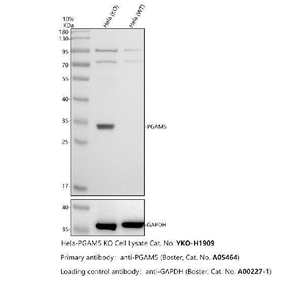 Western blot analysis of PGAM5 using anti-PGAM5 antibody (A05464)