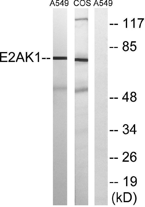 a05465 eif2ak1 primary antibodies wb testing 3