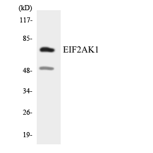 a05465 eif2ak1 primary antibodies wb testing 4