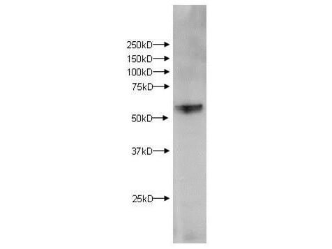 a05469 kmo primary antibodies wb testing 1