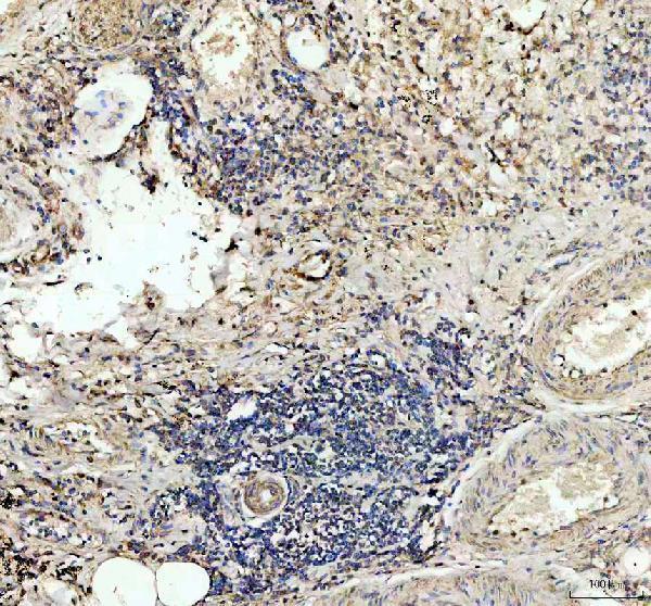 a05472 1 tspan12 primary antibodies ihc testing 2