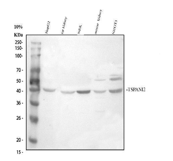 a05472 1 tspan12 primary antibodies wb testing 1_1