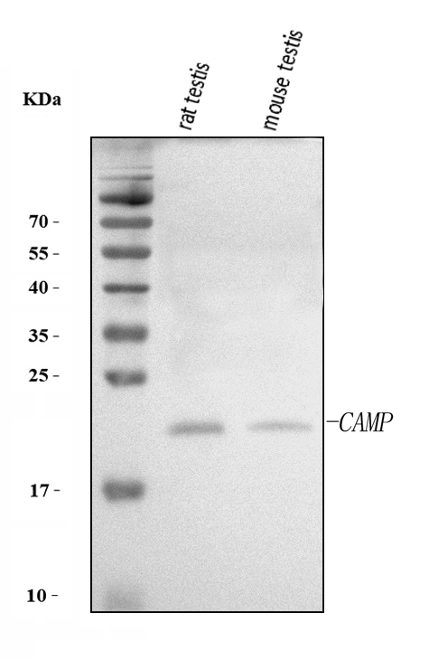 a05475 1 camp primary antibodies wb testing 1