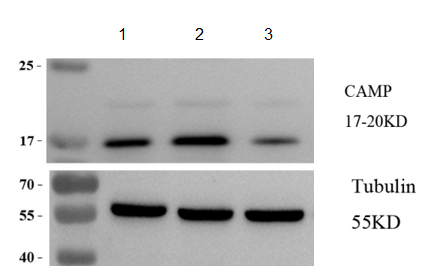 a05475 1 camp primary antibodies wb testing 2
