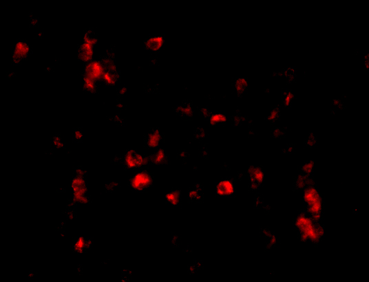 a05475 camp primary antibodies if testing 3