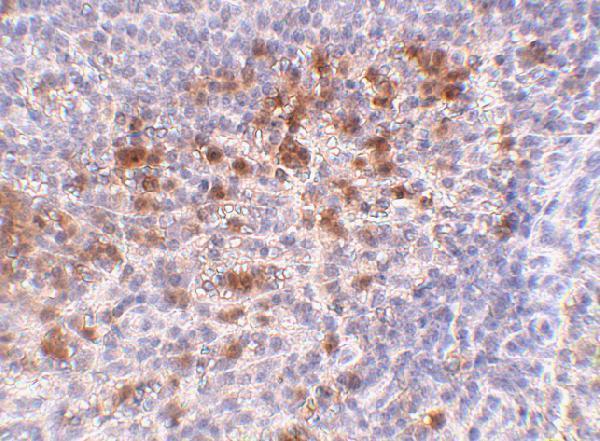 a05475 camp primary antibodies ihc testing 2