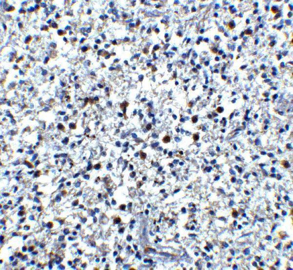 a05475 camp primary antibodies ihc testing 4